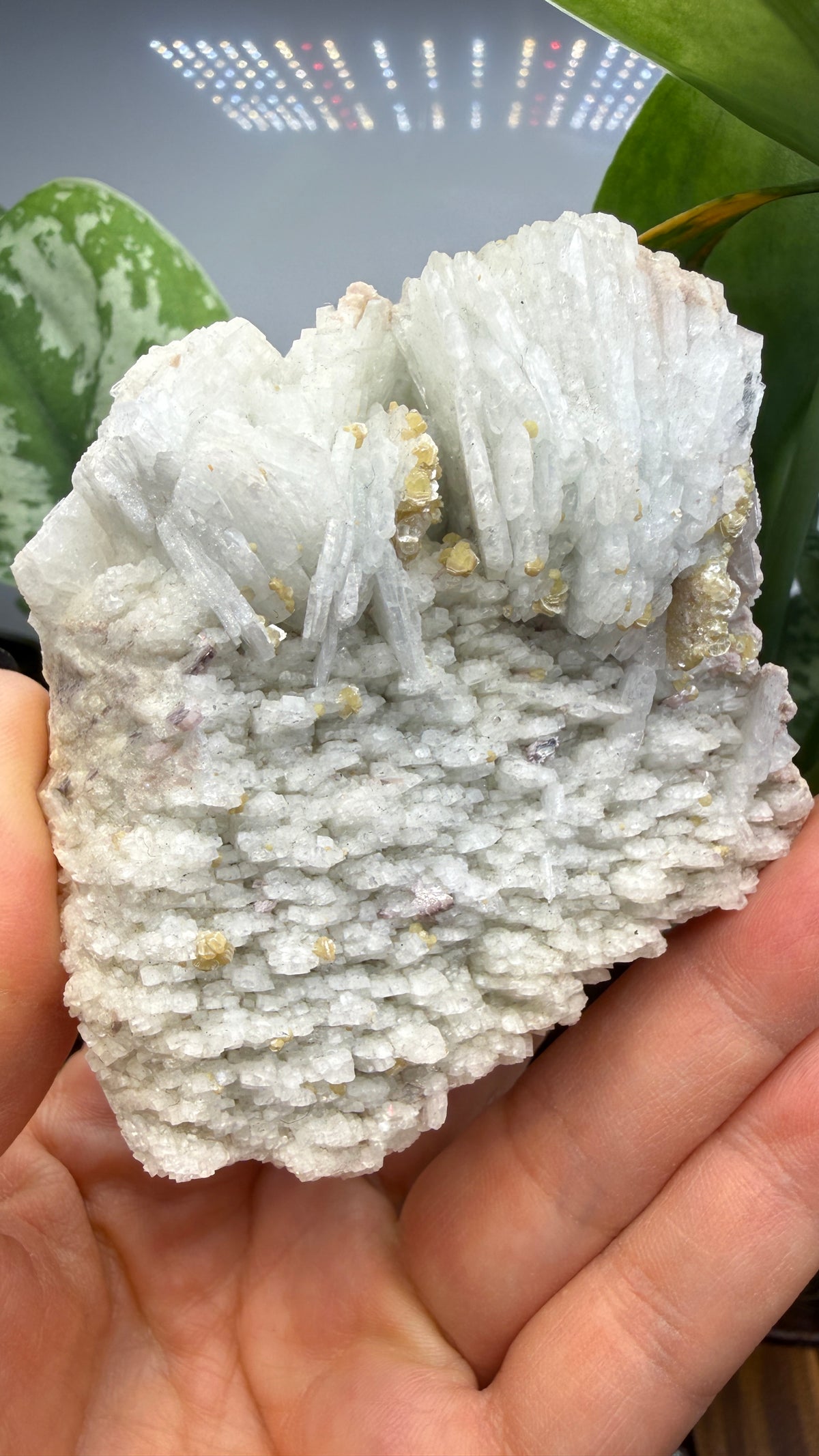 Cookeite, Lepidolite, Albite- Itinga, Bahia, Brazil