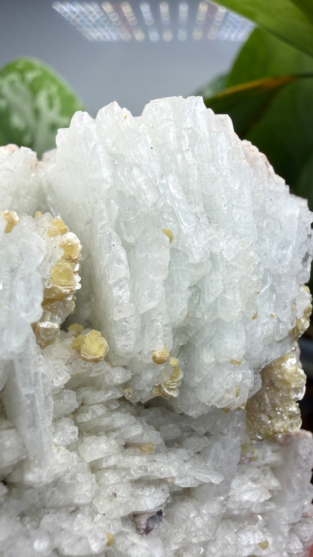 Cookeite, Lepidolite, Albite- Itinga, Bahia, Brazil