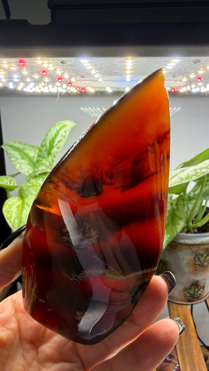 Amber Flame, polished- Indonesia