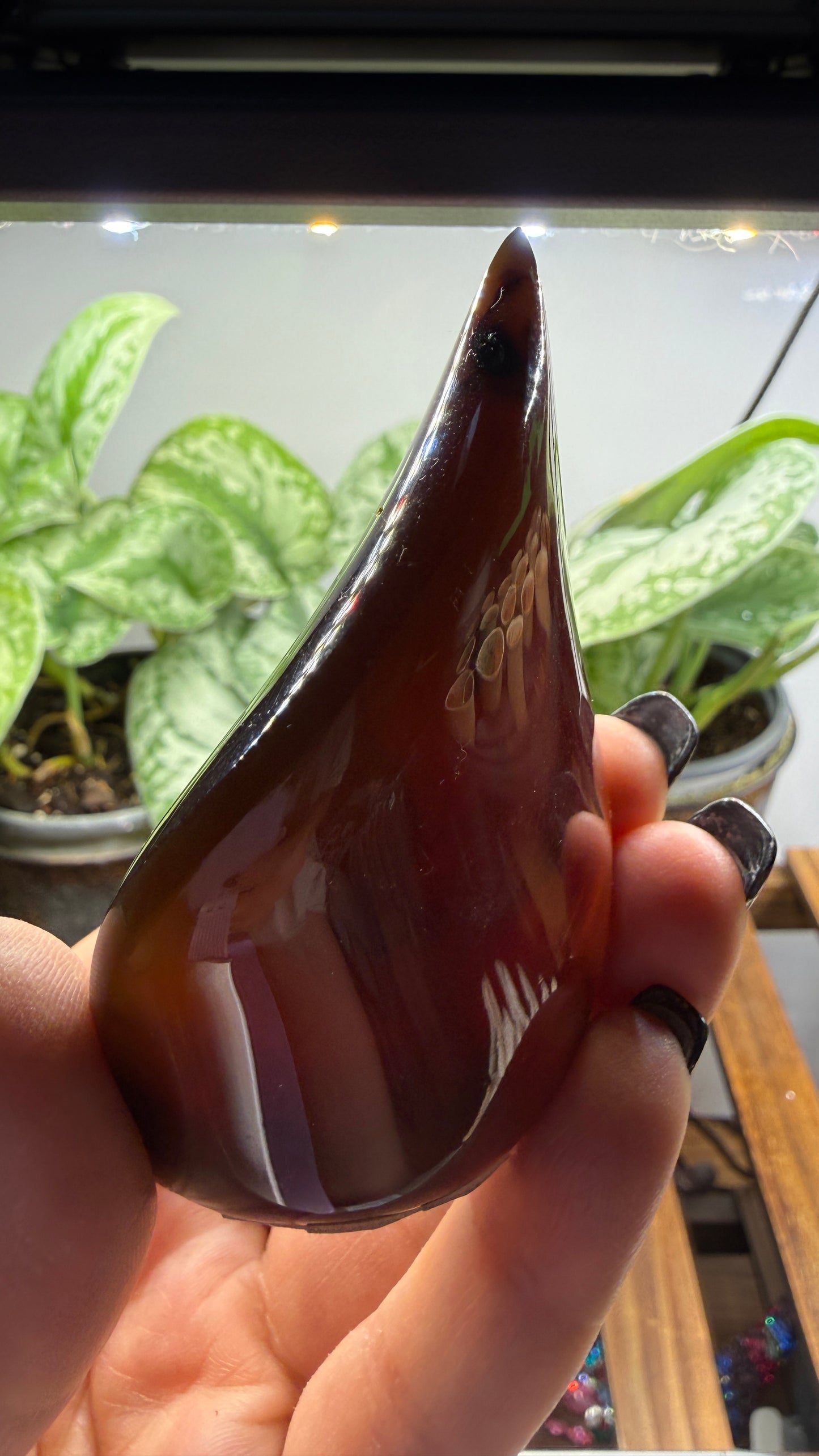 Amber Flame, polished- Indonesia