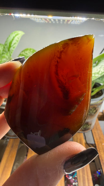 Amber Flame, polished- Indonesia