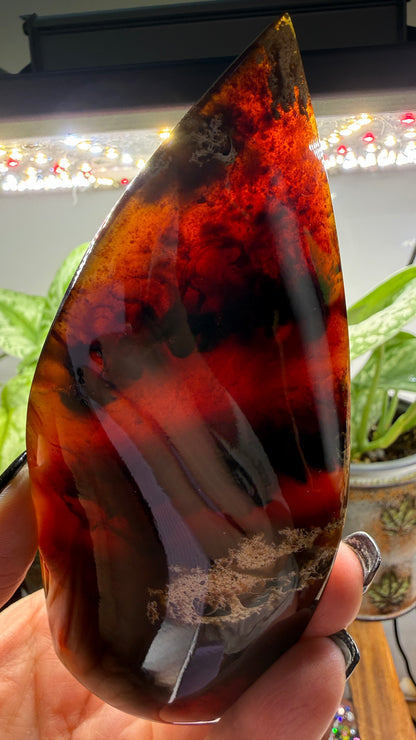 Amber Flame, polished- Indonesia