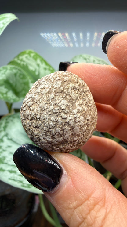 Dahllite nodule- Cody, Wyoming