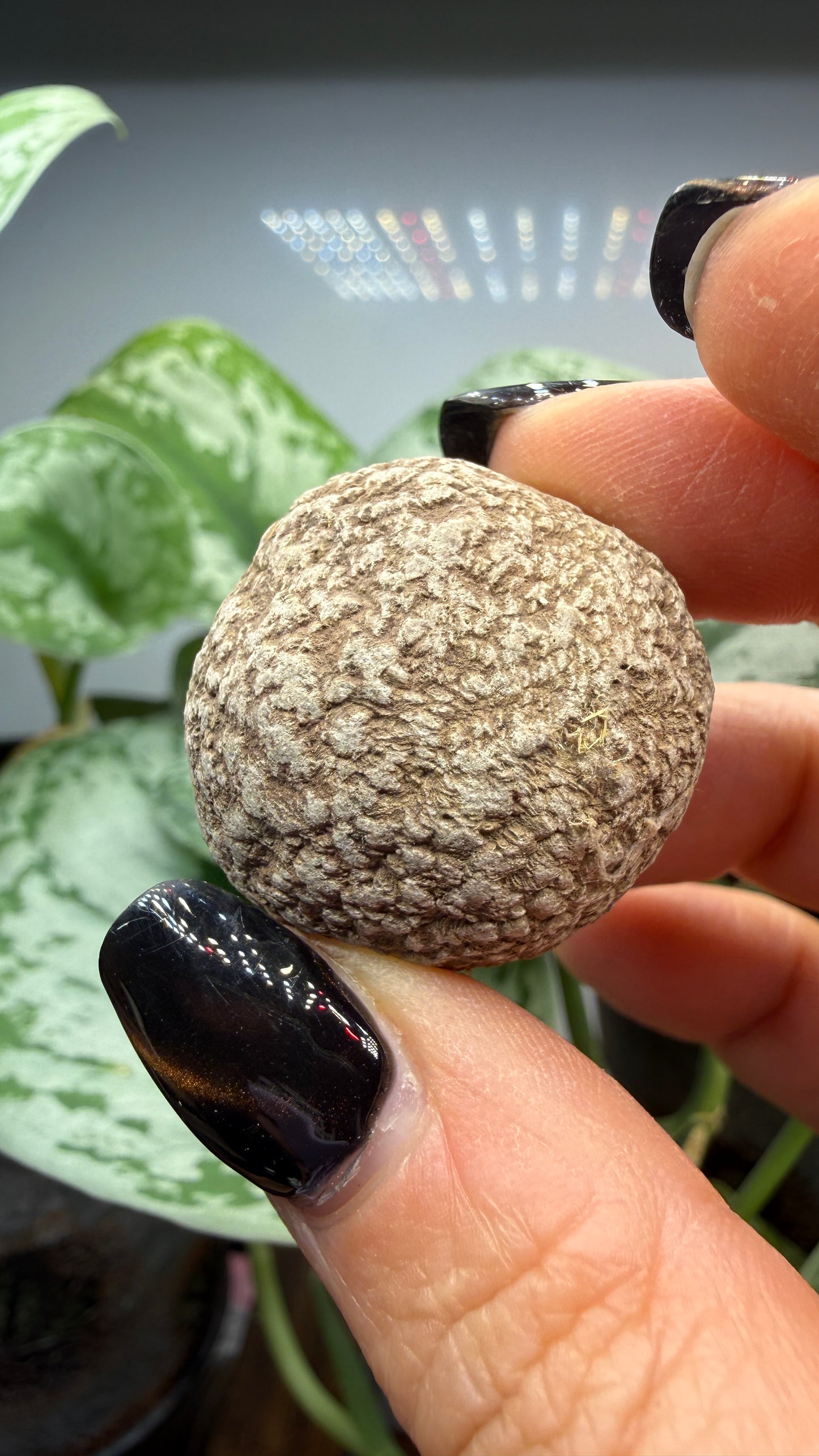 Dahllite nodule- Cody, Wyoming