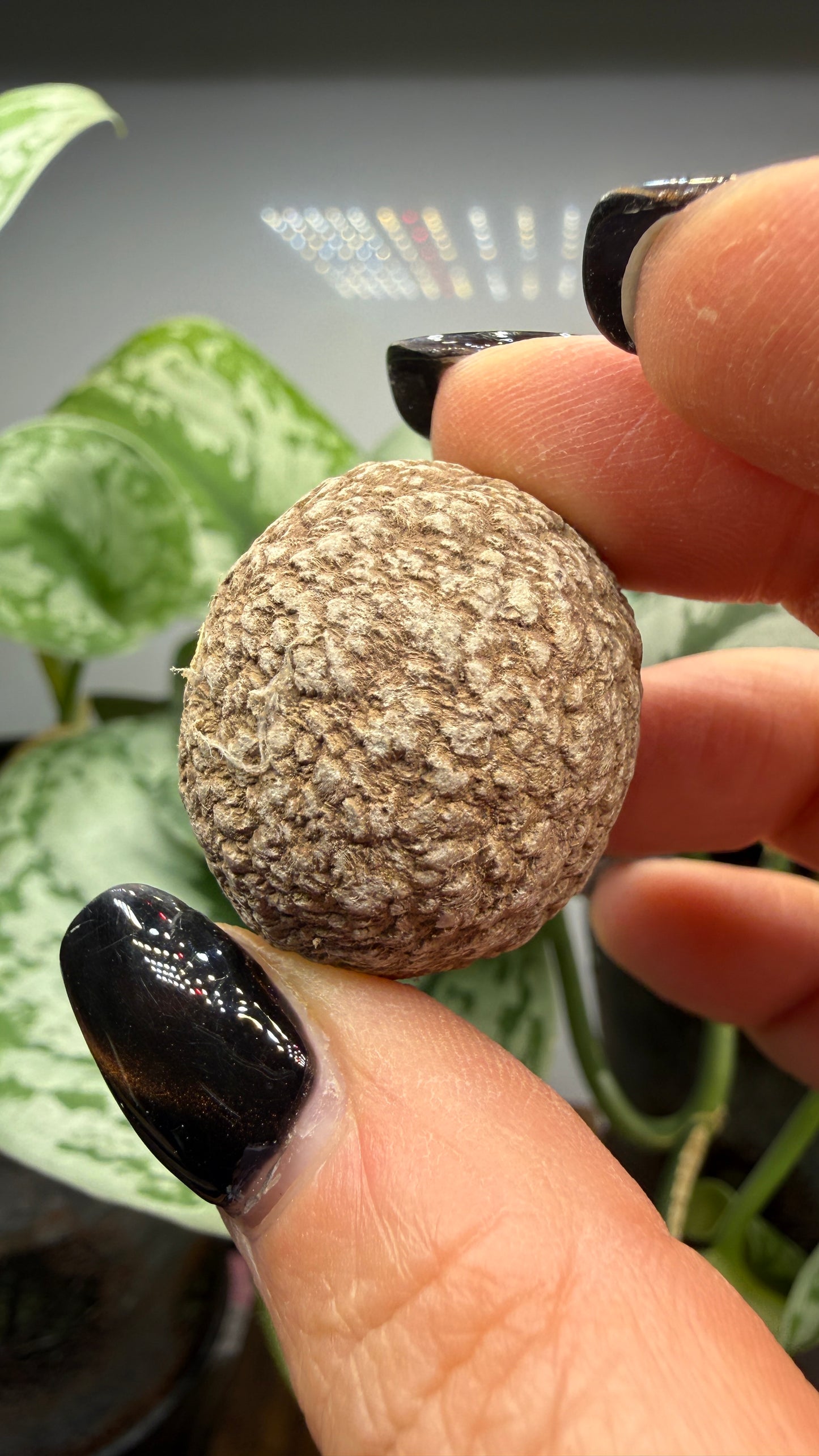 Dahllite nodule- Cody, Wyoming
