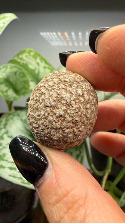 Dahllite nodule- Cody, Wyoming