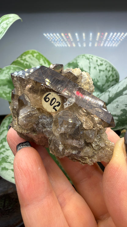 Smoky Quartz- Göschenenalp, Switzerland