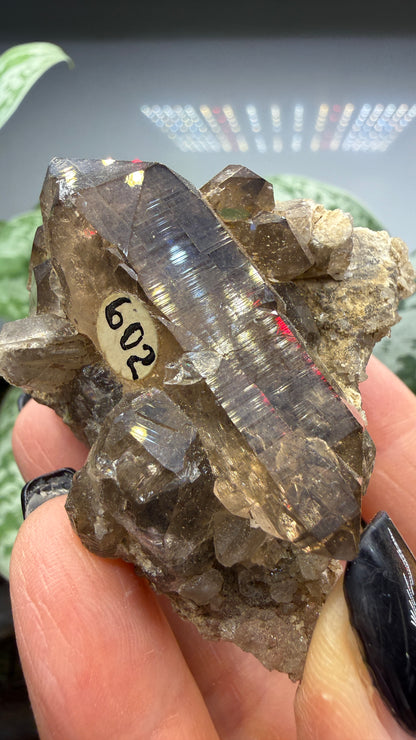 Smoky Quartz- Göschenenalp, Switzerland