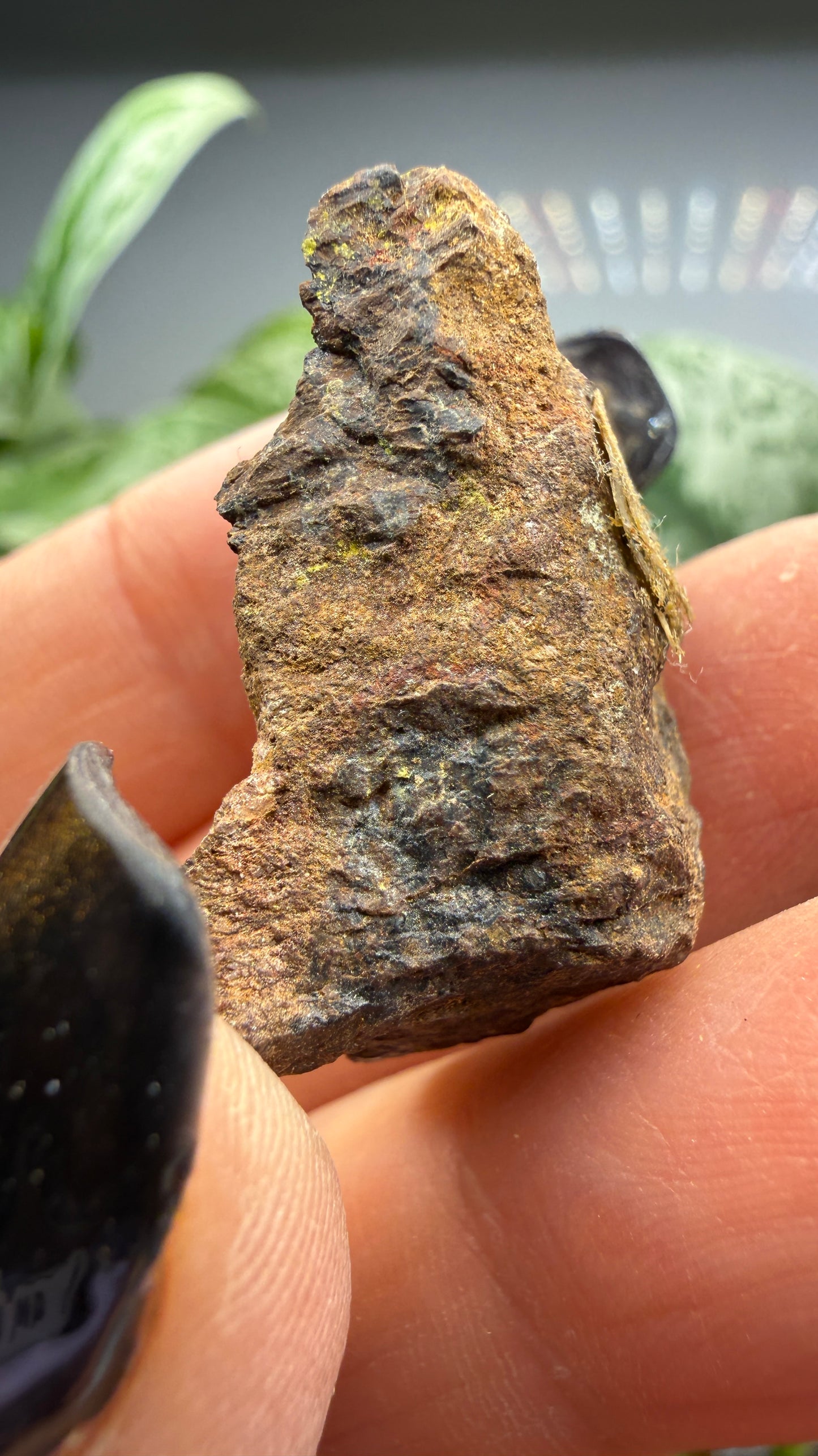 Cyrtolite, 5.5% Hafnium- Bedford, New York