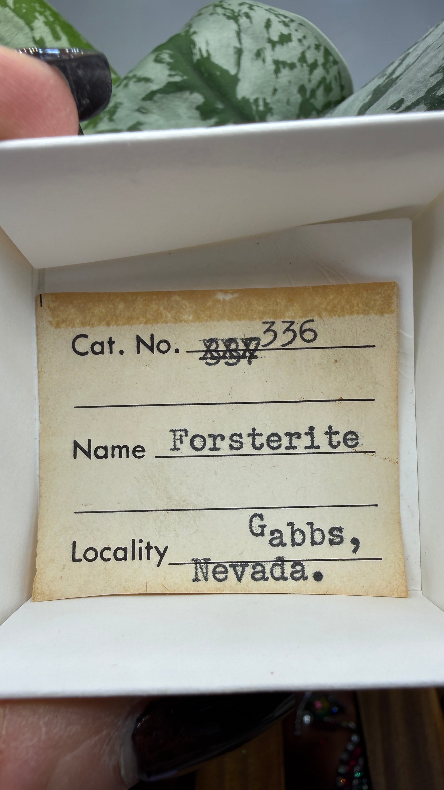 Forsterite- Gabbs, Gabbs Mining District, Nye County, Nevada, USA