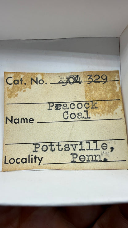 Iridescent Anthracite “Peacock Coal”- Pottsville, Pennsylvania