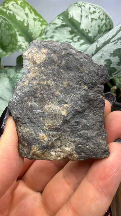 Freibergite (Silver-Rich Tetrahedrite)- Sunshine Mine, Coeur d’Alene District, Idaho- Ex. BURMINCO