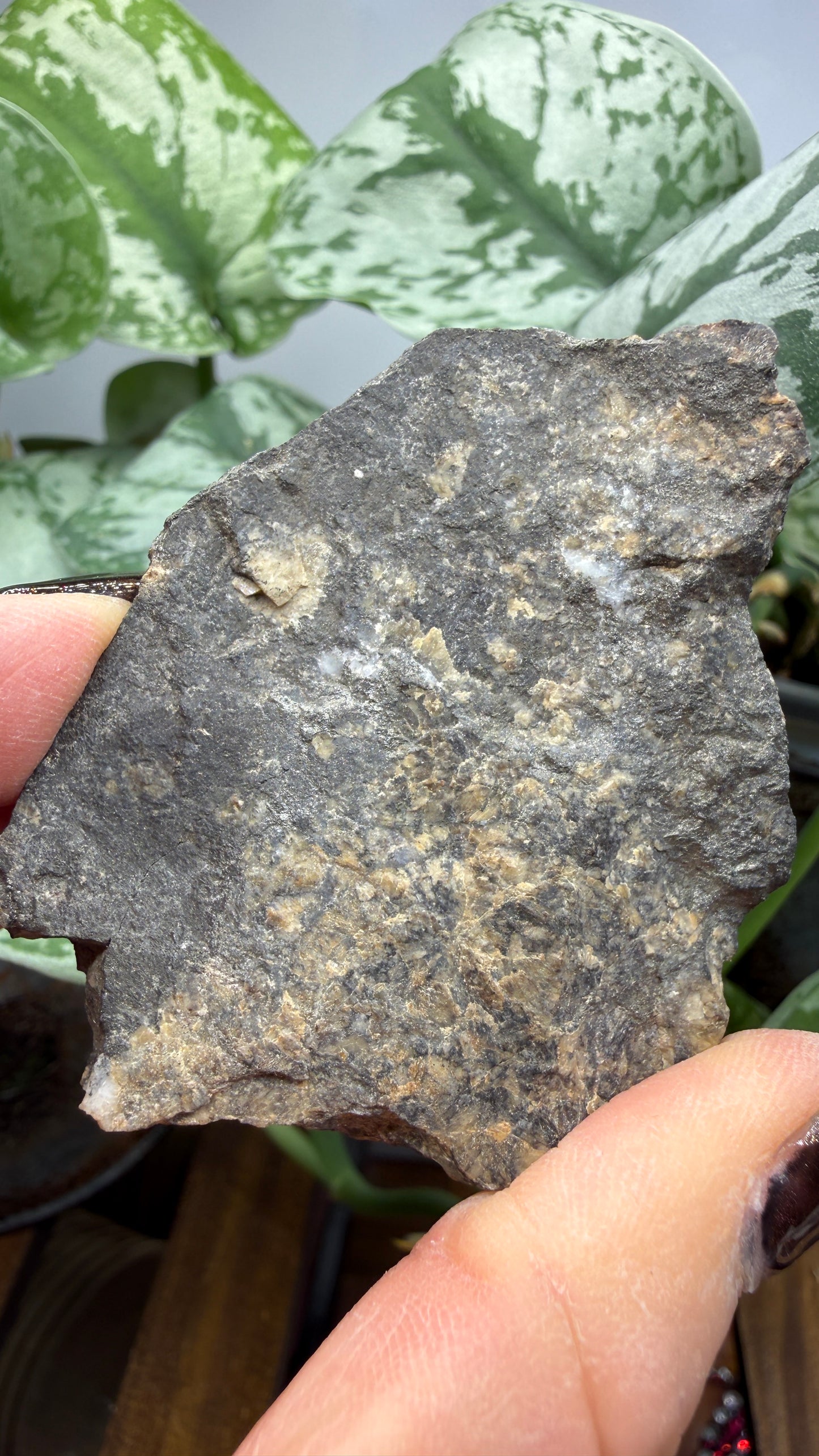Freibergite (Silver-Rich Tetrahedrite)- Sunshine Mine, Coeur d’Alene District, Idaho- Ex. BURMINCO