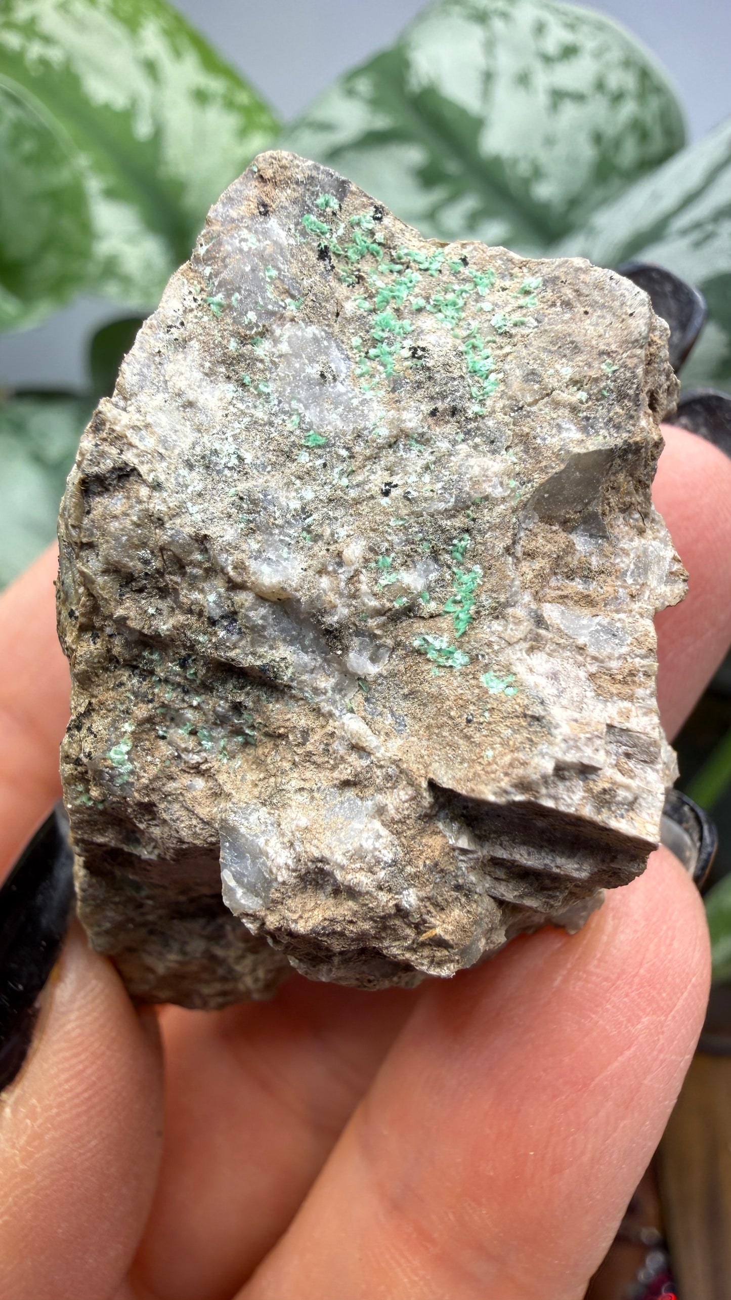 Metatorbernite- Castle Dome, Miami, Arizona