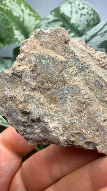 Metatorbernite- Castle Dome, Miami, Arizona