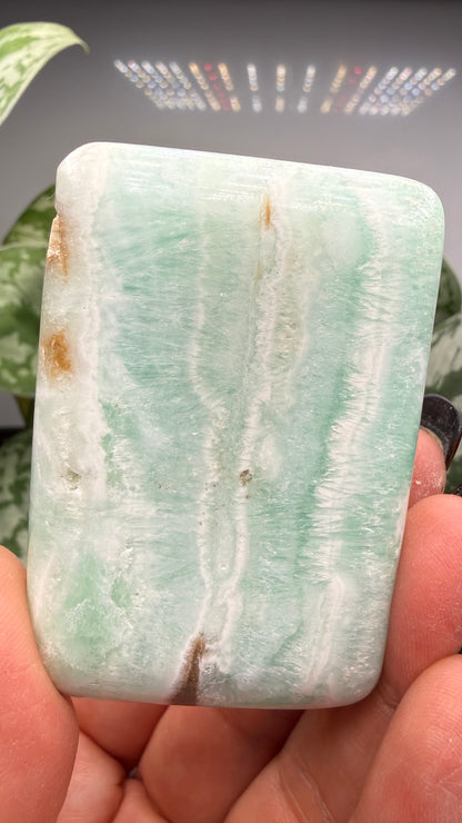 Caribbean Calcite Palm (Soap Shaped)