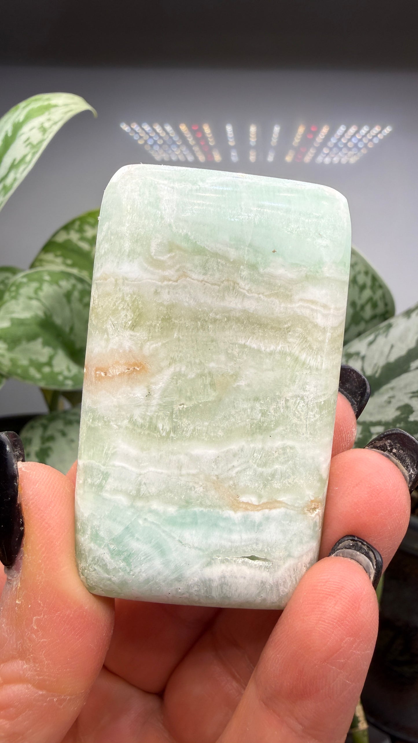 Caribbean Calcite Palm (Soap Shaped)