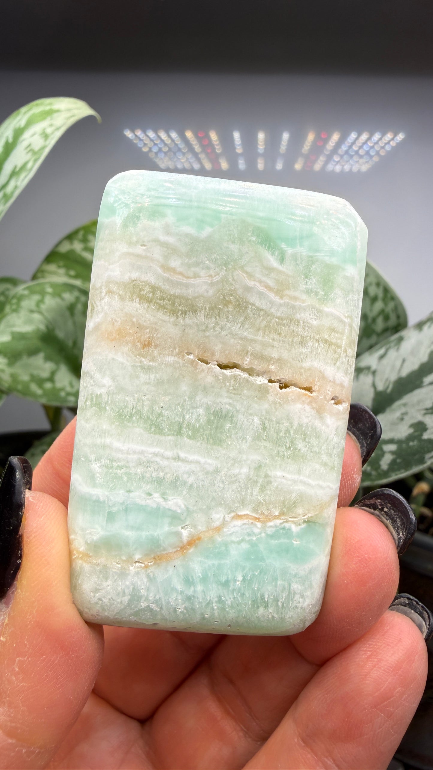 Caribbean Calcite Palm (Soap Shaped)