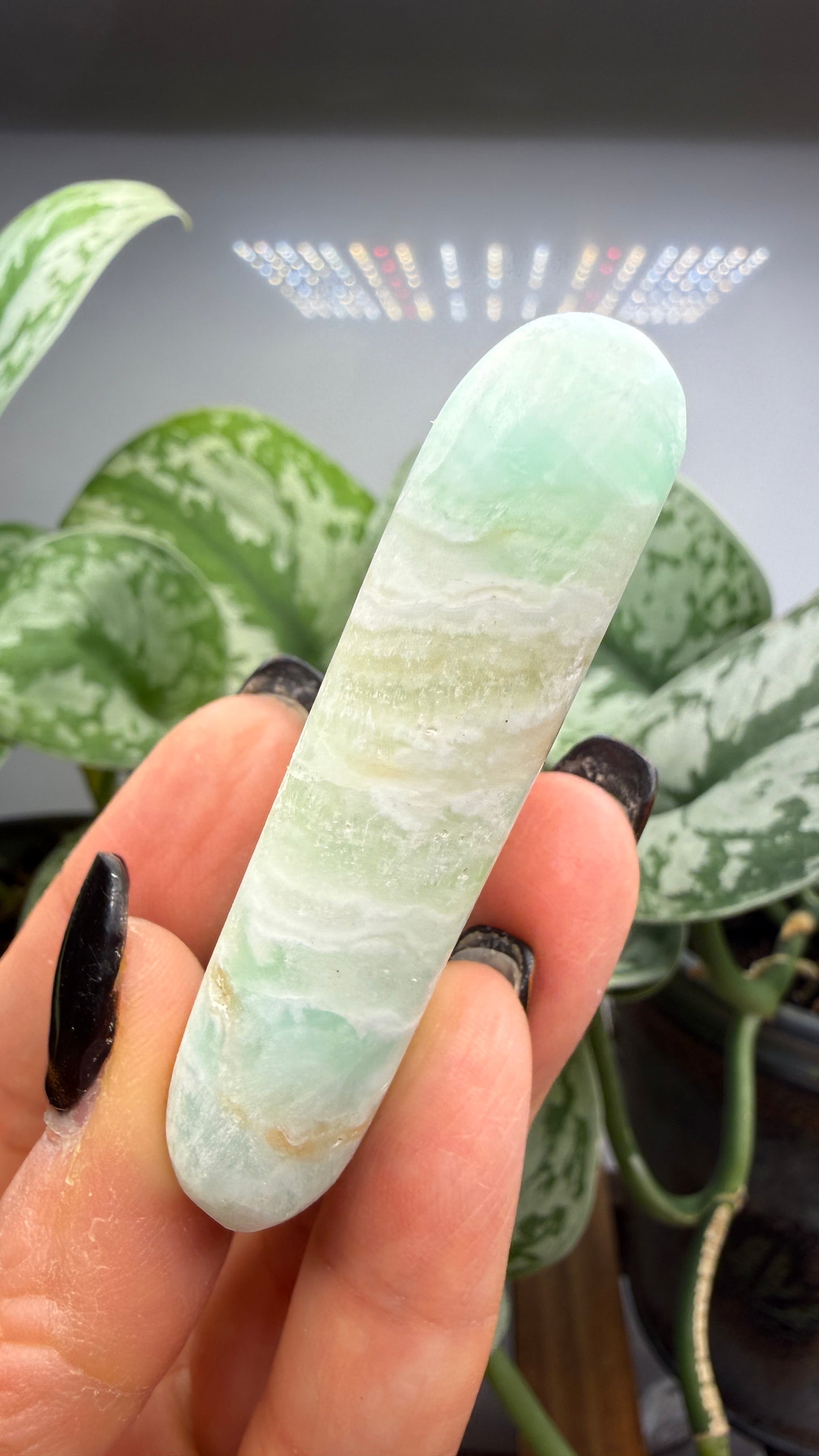 Caribbean Calcite Palm (Soap Shaped)