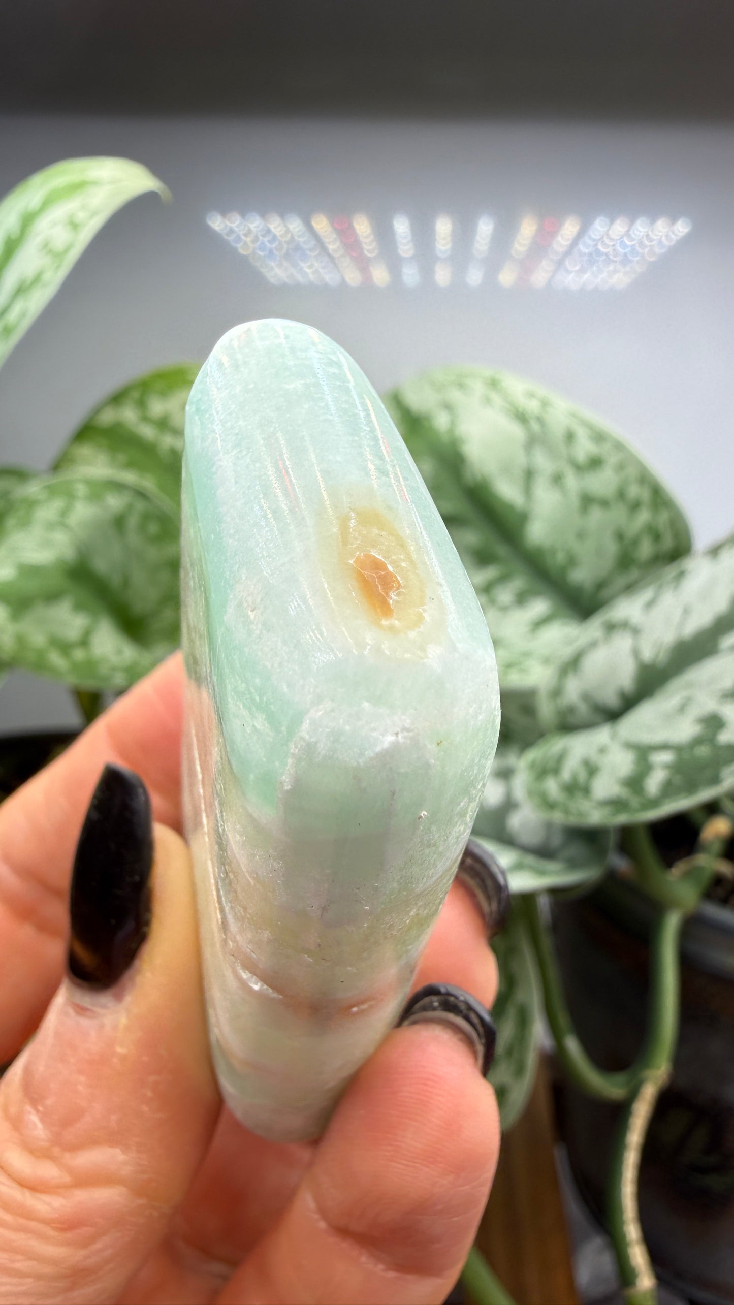 Caribbean Calcite Palm (Soap Shaped)