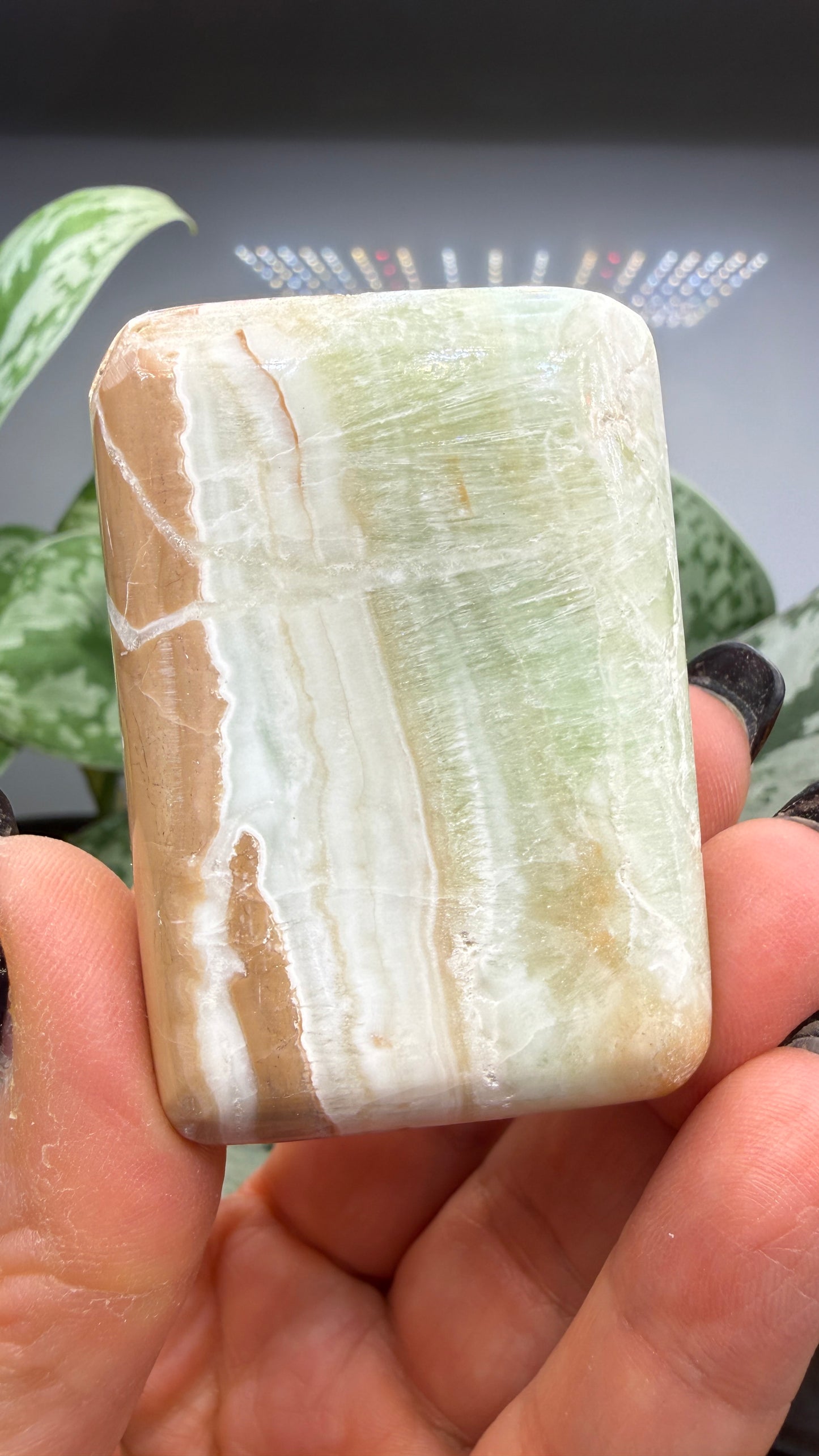 Caribbean Calcite Palm (Soap Shaped)