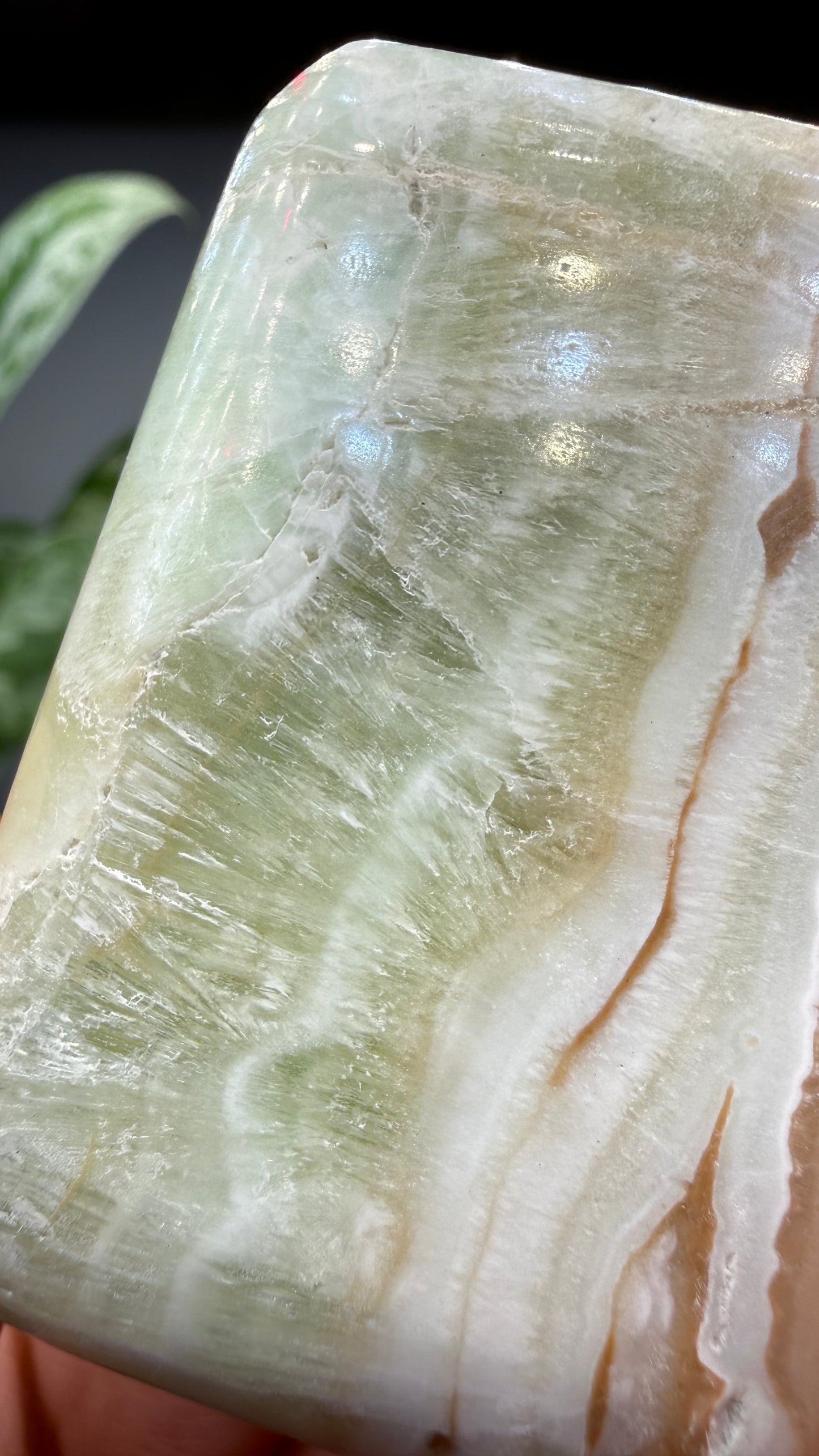 Caribbean Calcite Palm (Soap Shaped)