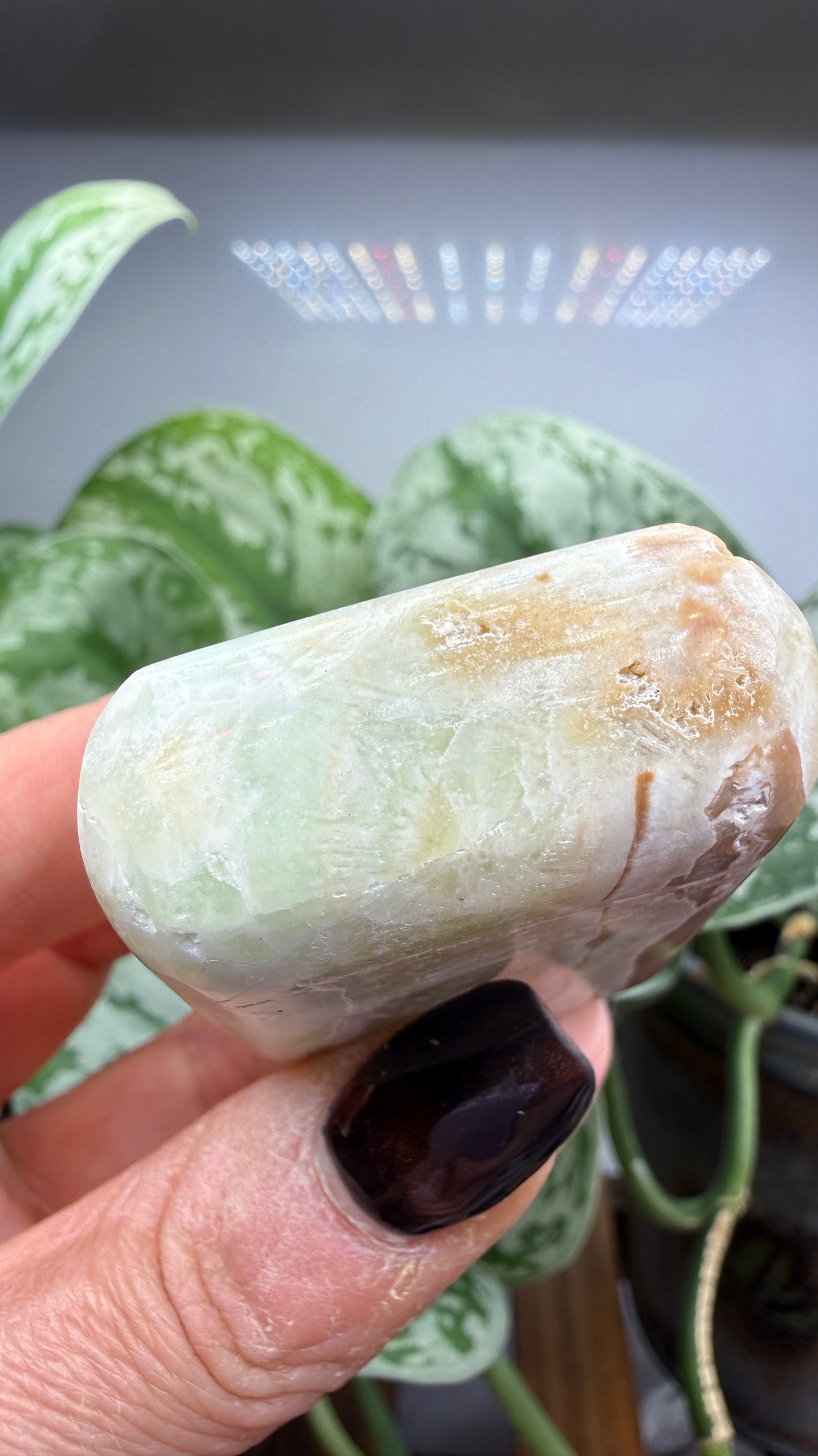 Caribbean Calcite Palm (Soap Shaped)