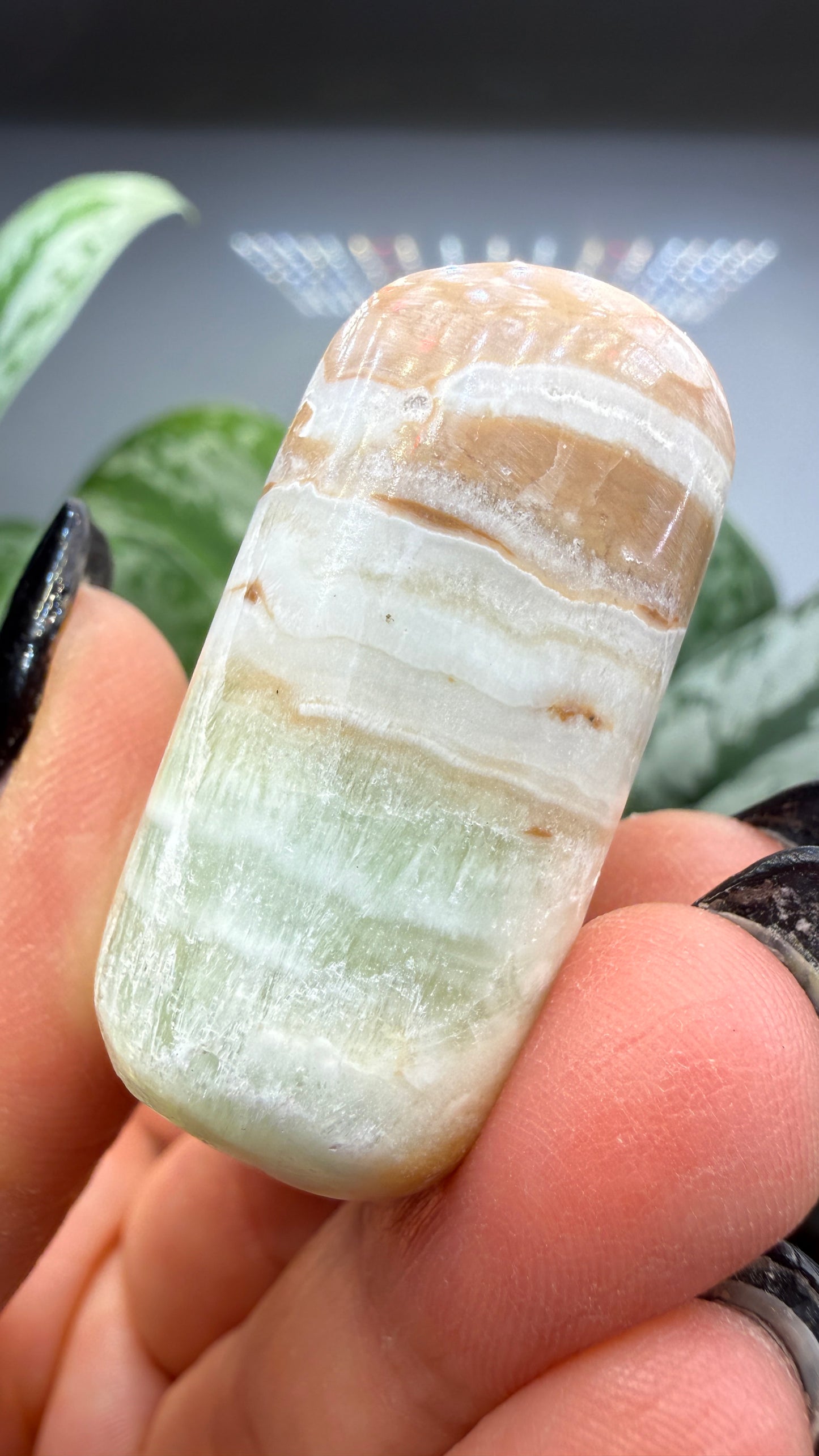 Caribbean Calcite Palm (Soap Shaped)