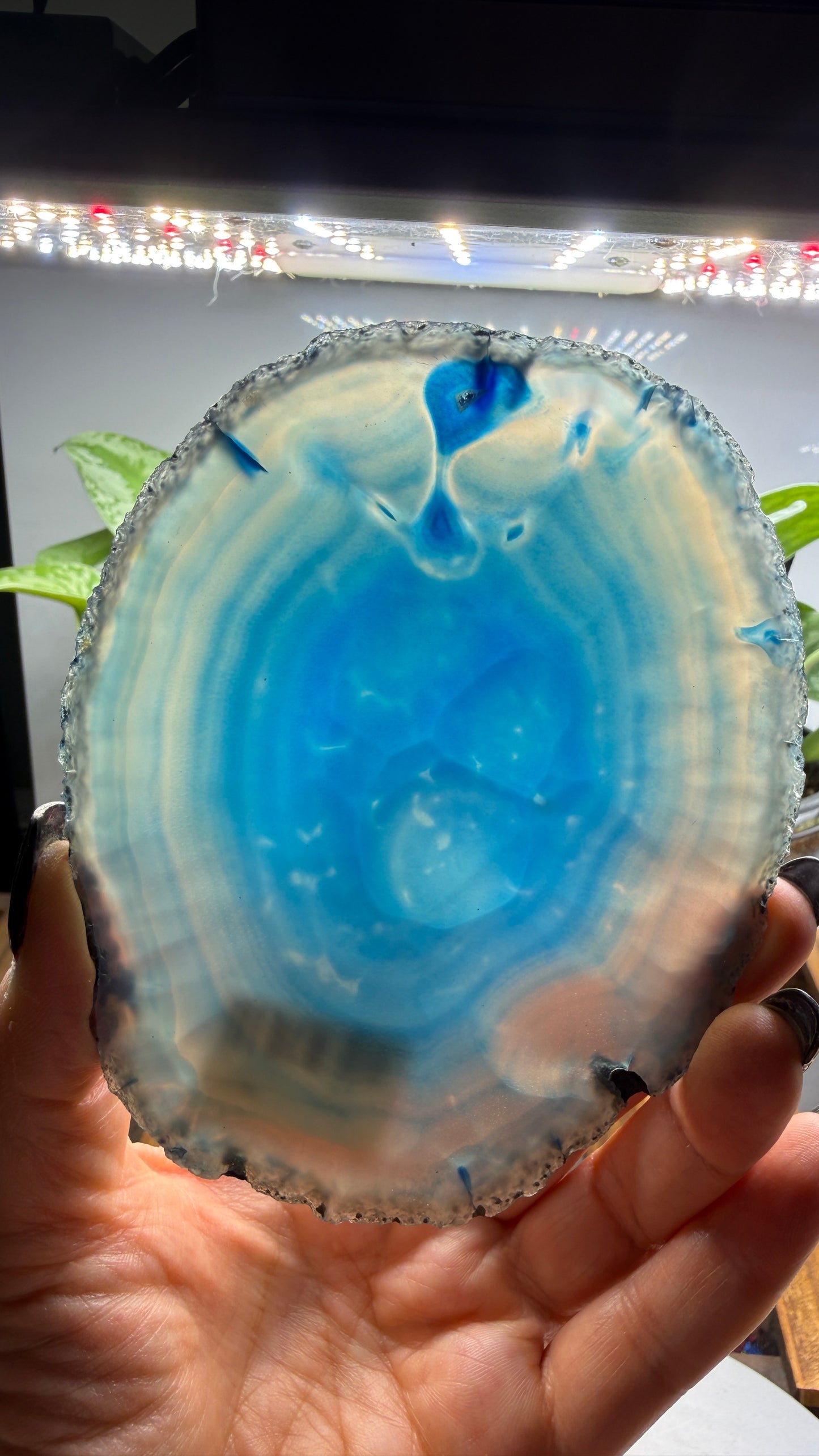 Agate Slice (Dyed- Blue)- Brazil