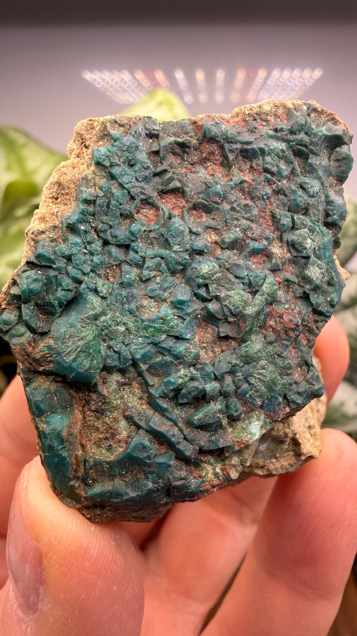 Chrysocolla, Malachite- Apex Mine, Money Creek Mining District, King County, Washington, USA