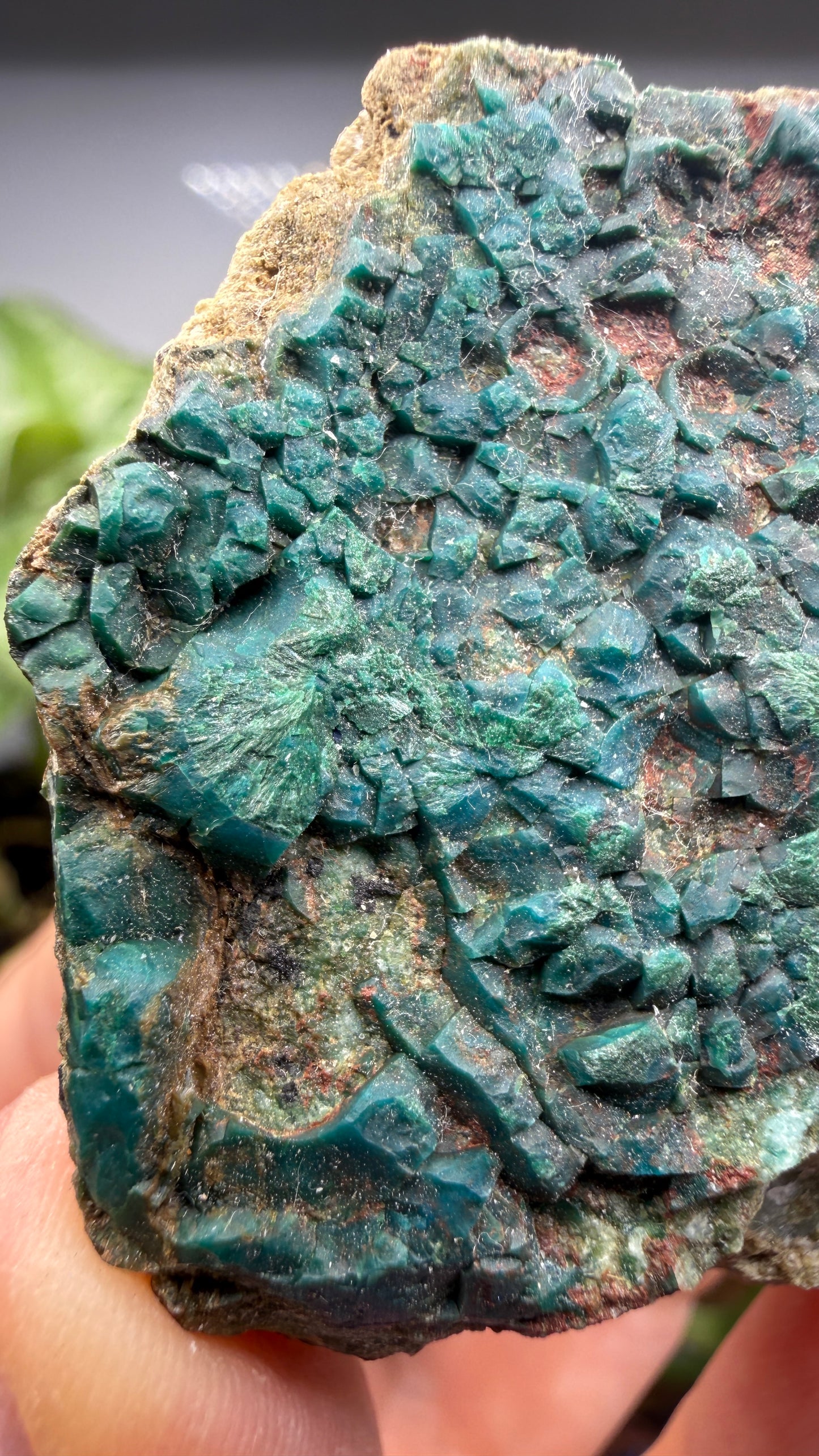 Chrysocolla, Malachite- Apex Mine, Money Creek Mining District, King County, Washington, USA