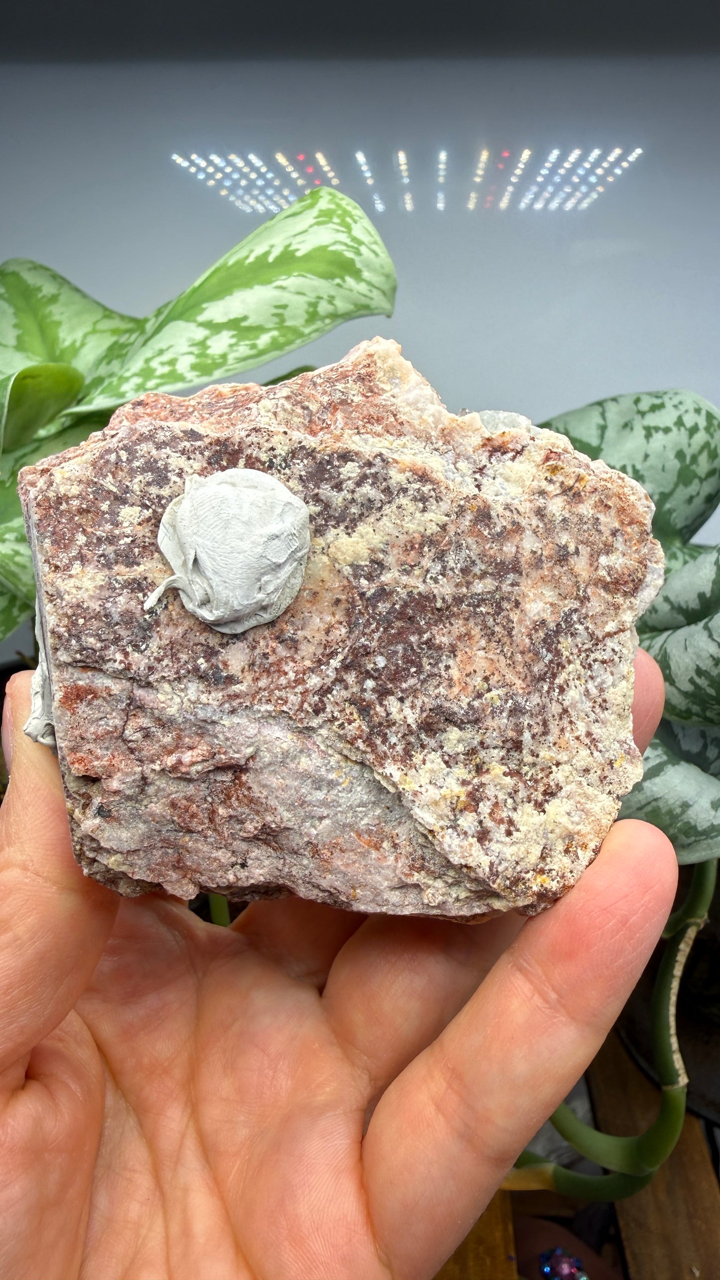 Fluorite- Blanchard Mine, Bingham, Hansonburg District, Socorro County, New Mexico, USA