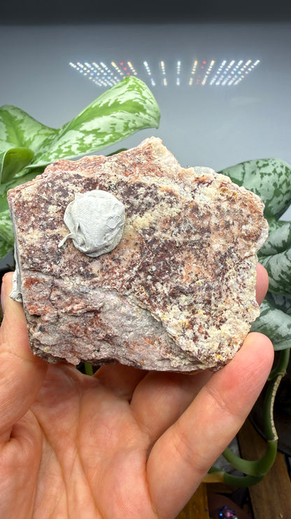 Fluorite- Blanchard Mine, Bingham, Hansonburg District, Socorro County, New Mexico, USA