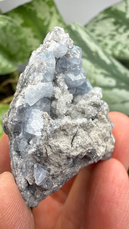 Celestine- Meckley's Quarry, Mandata, Northumberland County, Pennsylvania, USA