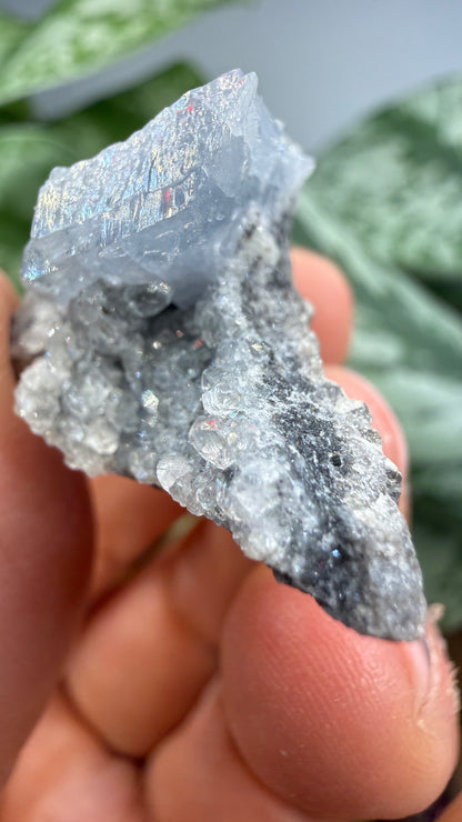 Celestine, Calcite- Meckley's Quarry, Mandata, Northumberland County, Pennsylvania, USA