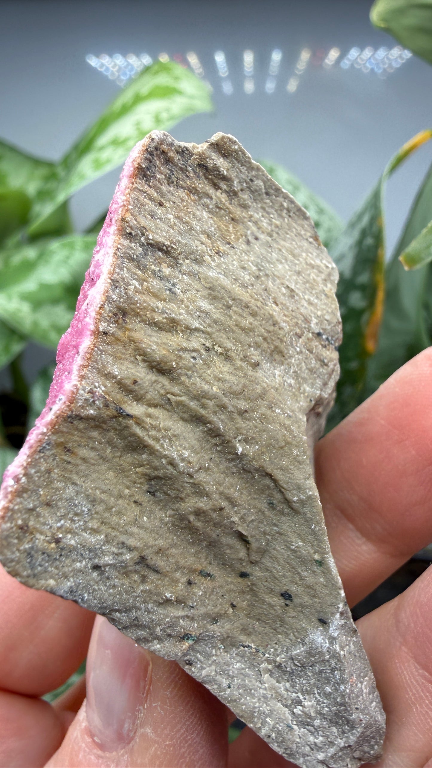 Calcite (Var: Cobalt-bearing Calcite)- Mashamba West Mine, Mutshatsha, Lualaba, DR Congo