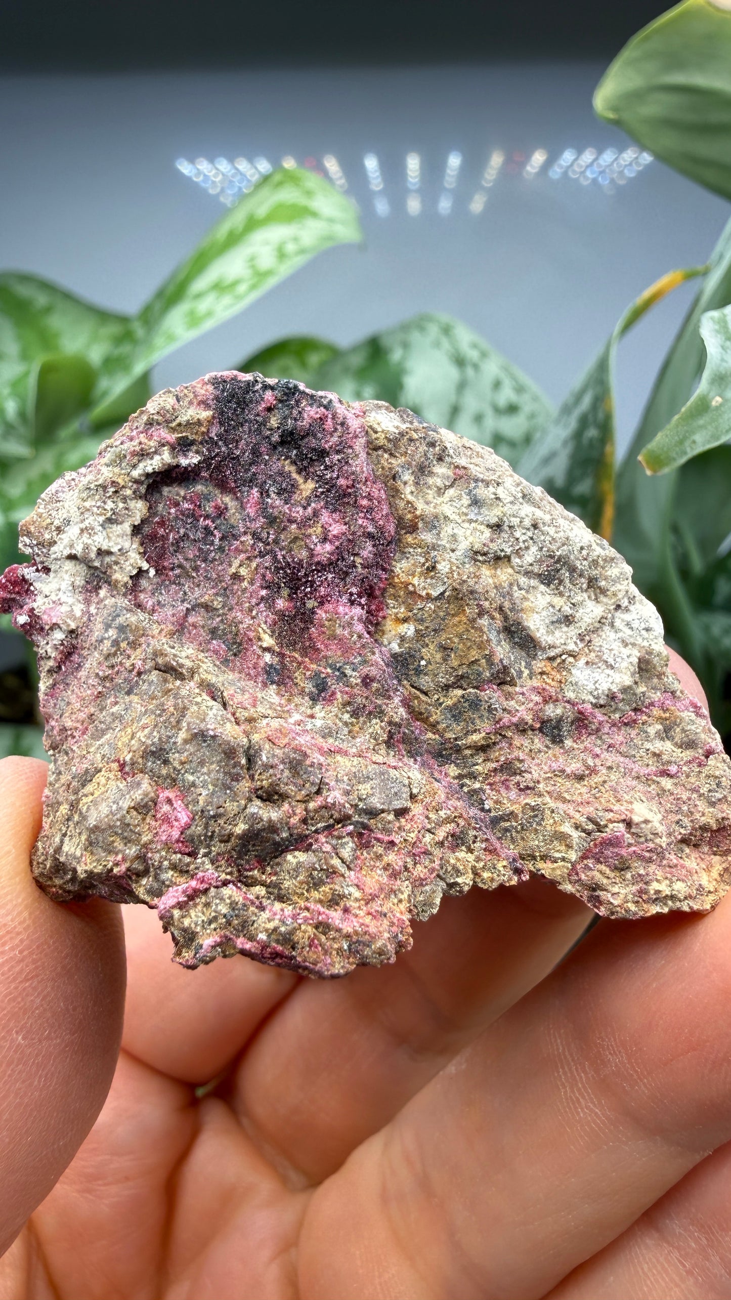 Erythrite- Sara Alicia Mine, San Bernardo, Álamos Municipality, Sonora, Mexico