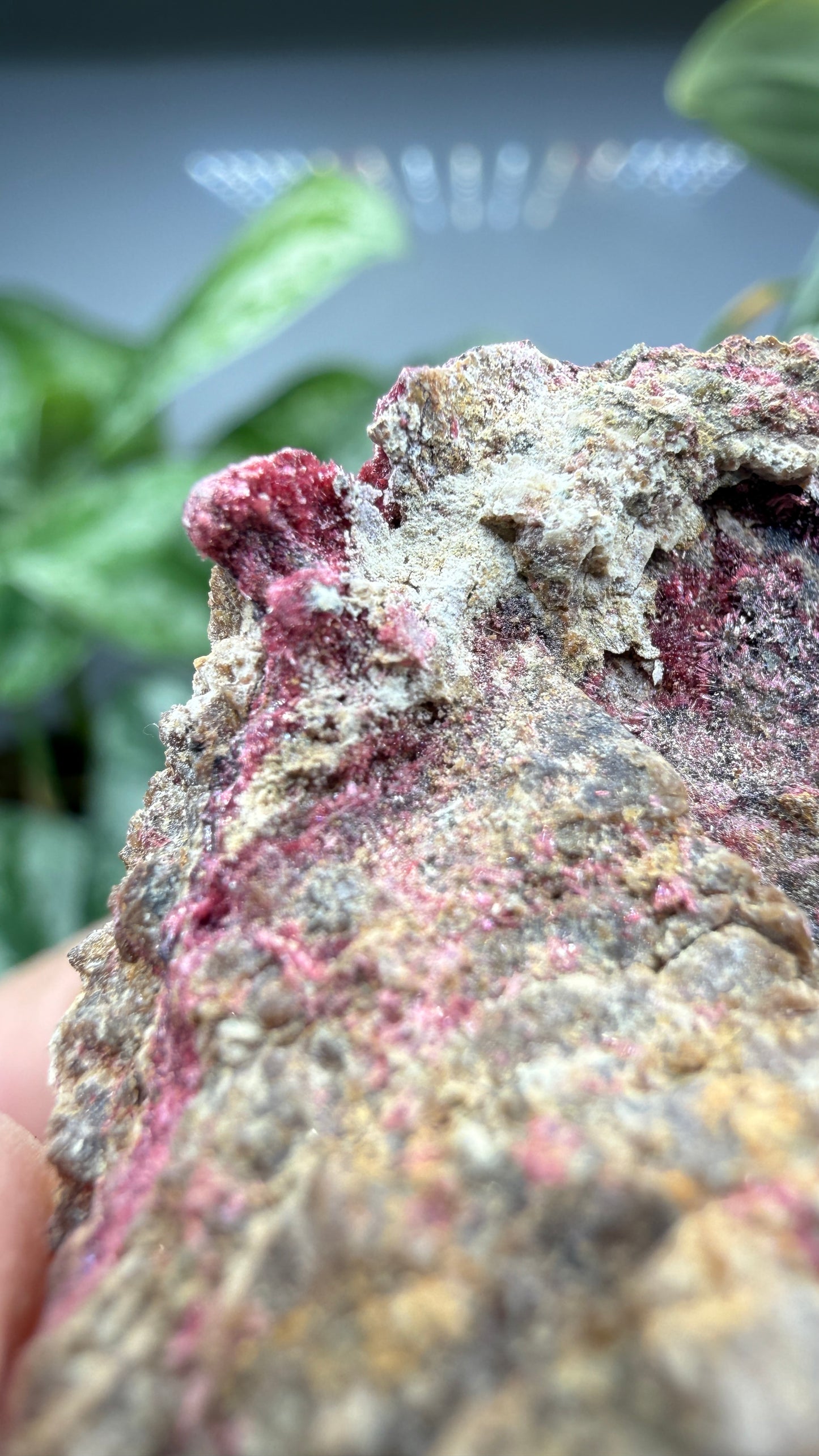 Erythrite- Sara Alicia Mine, San Bernardo, Álamos Municipality, Sonora, Mexico