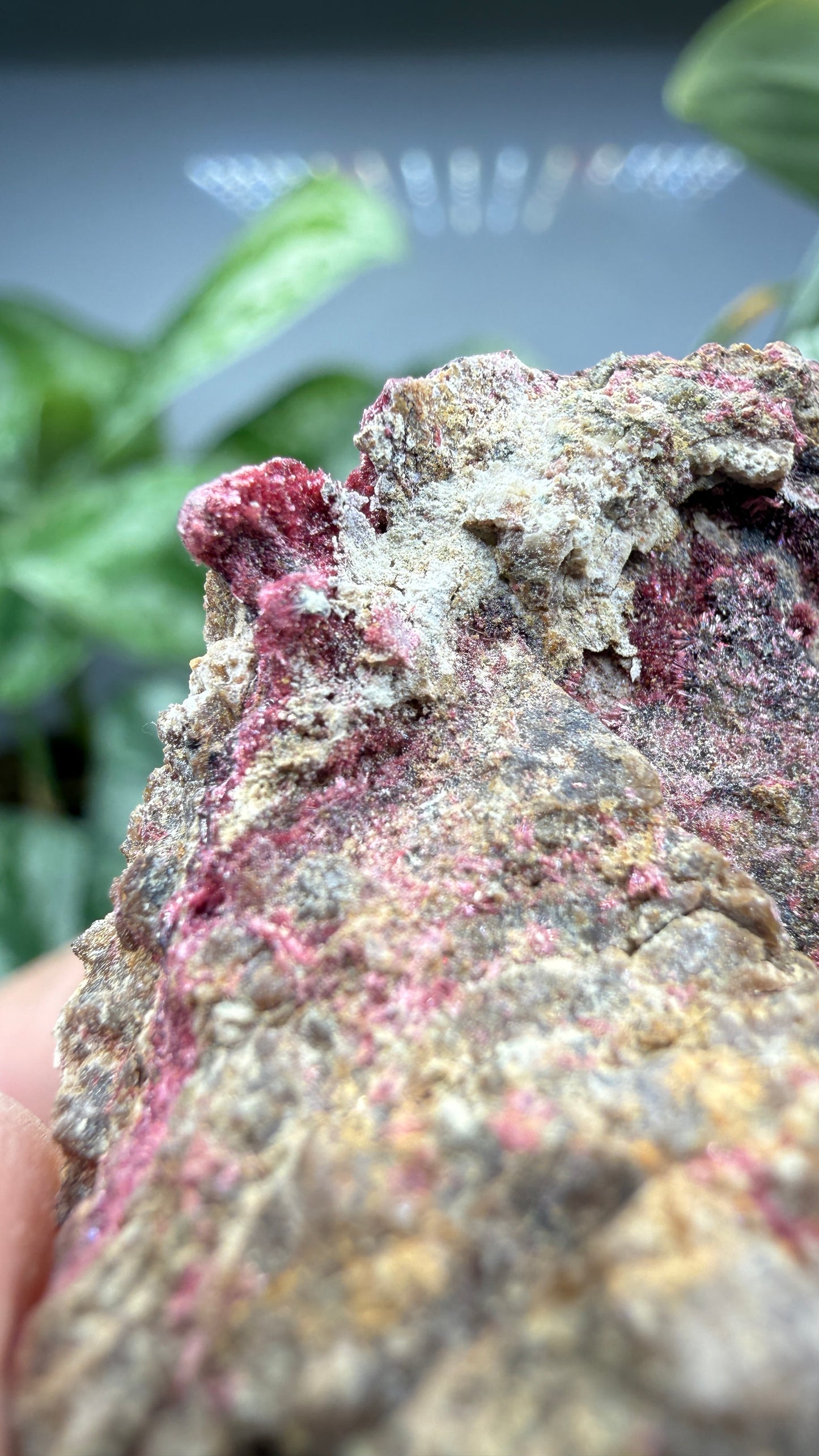 Erythrite- Sara Alicia Mine, San Bernardo, Álamos Municipality, Sonora, Mexico