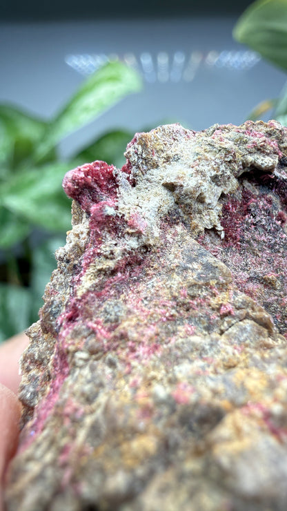 Erythrite- Sara Alicia Mine, San Bernardo, Álamos Municipality, Sonora, Mexico