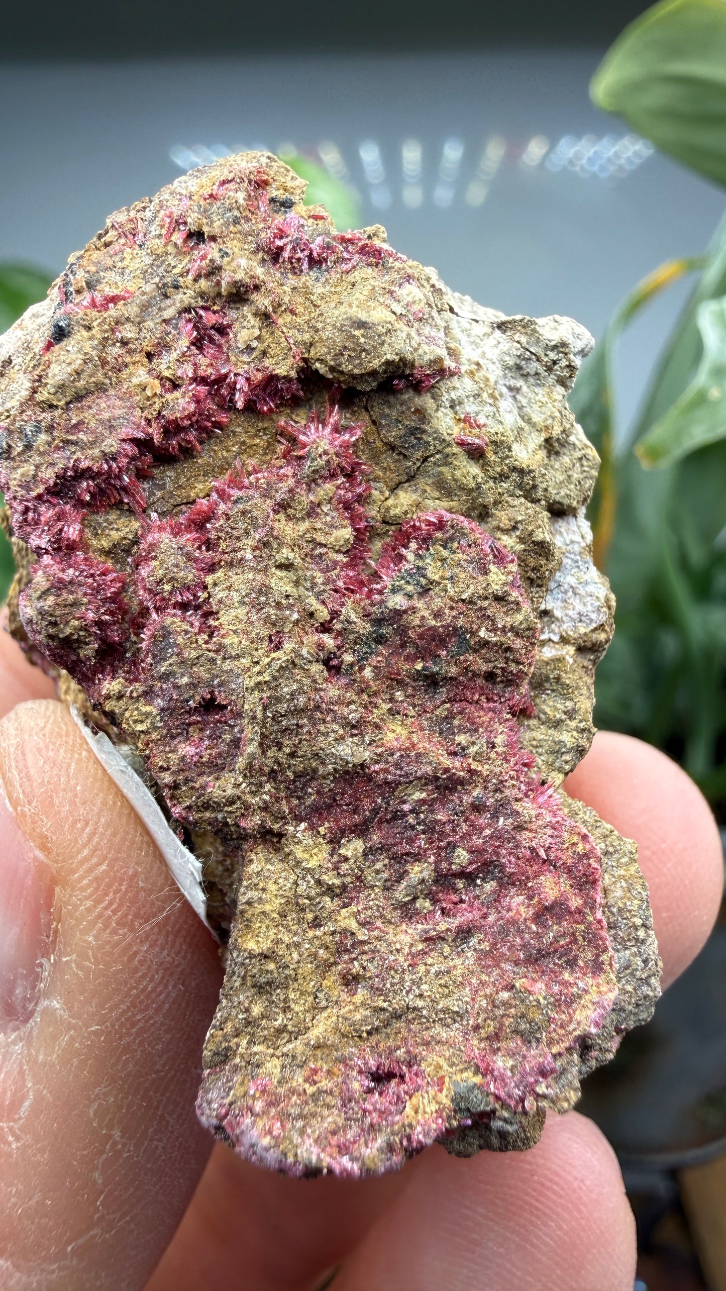 Erythrite- Sara Alicia Mine, San Bernardo, Álamos Municipality, Sonora, Mexico