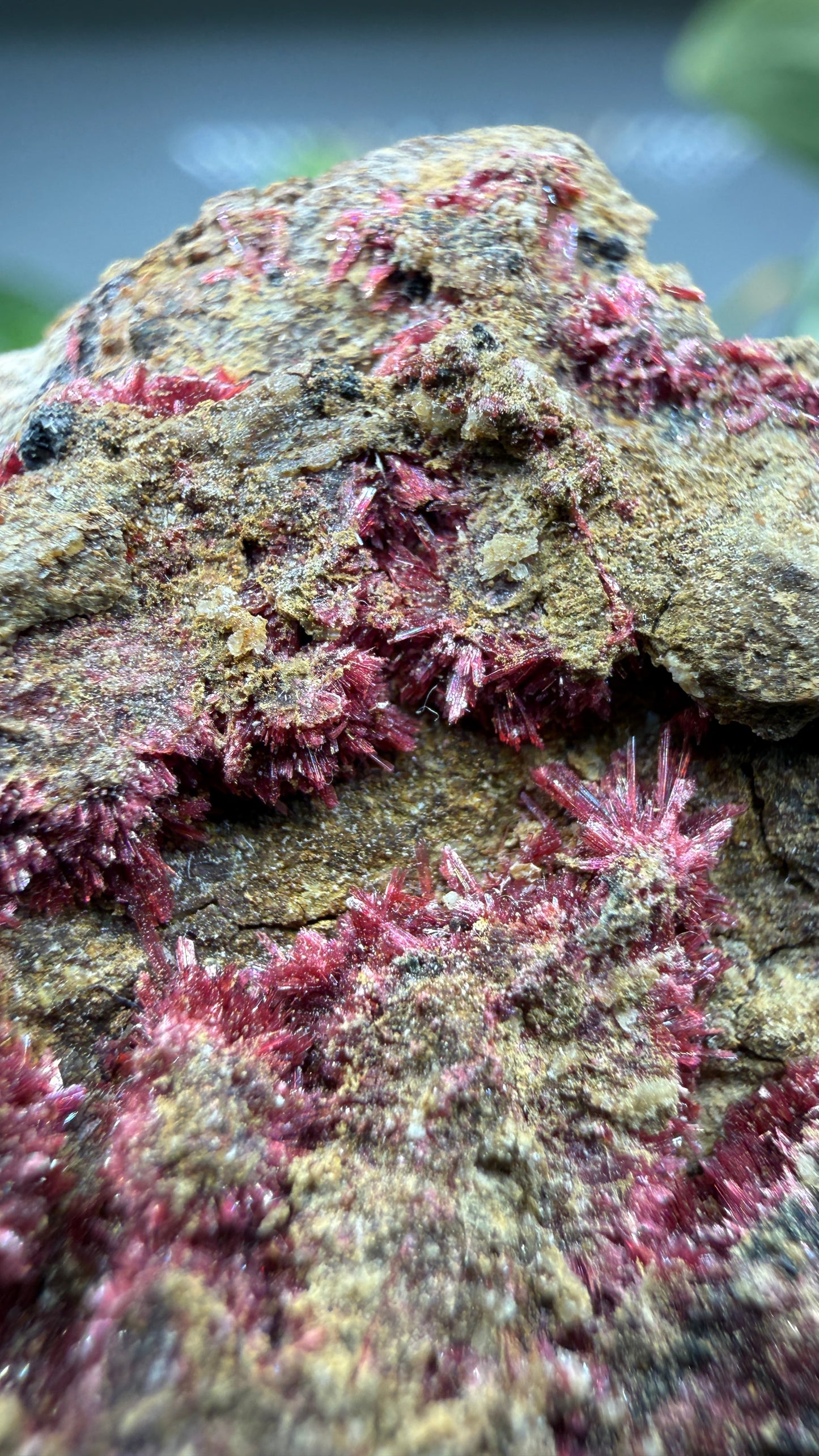 Erythrite- Sara Alicia Mine, San Bernardo, Álamos Municipality, Sonora, Mexico