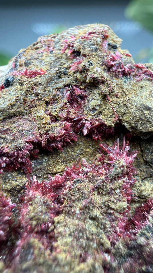 Erythrite- Sara Alicia Mine, San Bernardo, Álamos Municipality, Sonora, Mexico