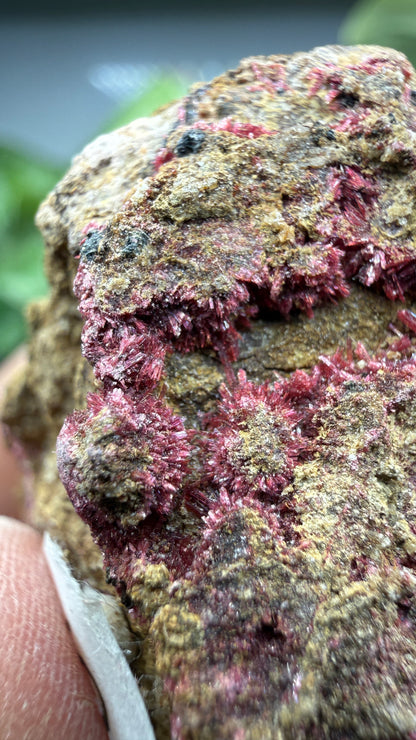 Erythrite- Sara Alicia Mine, San Bernardo, Álamos Municipality, Sonora, Mexico