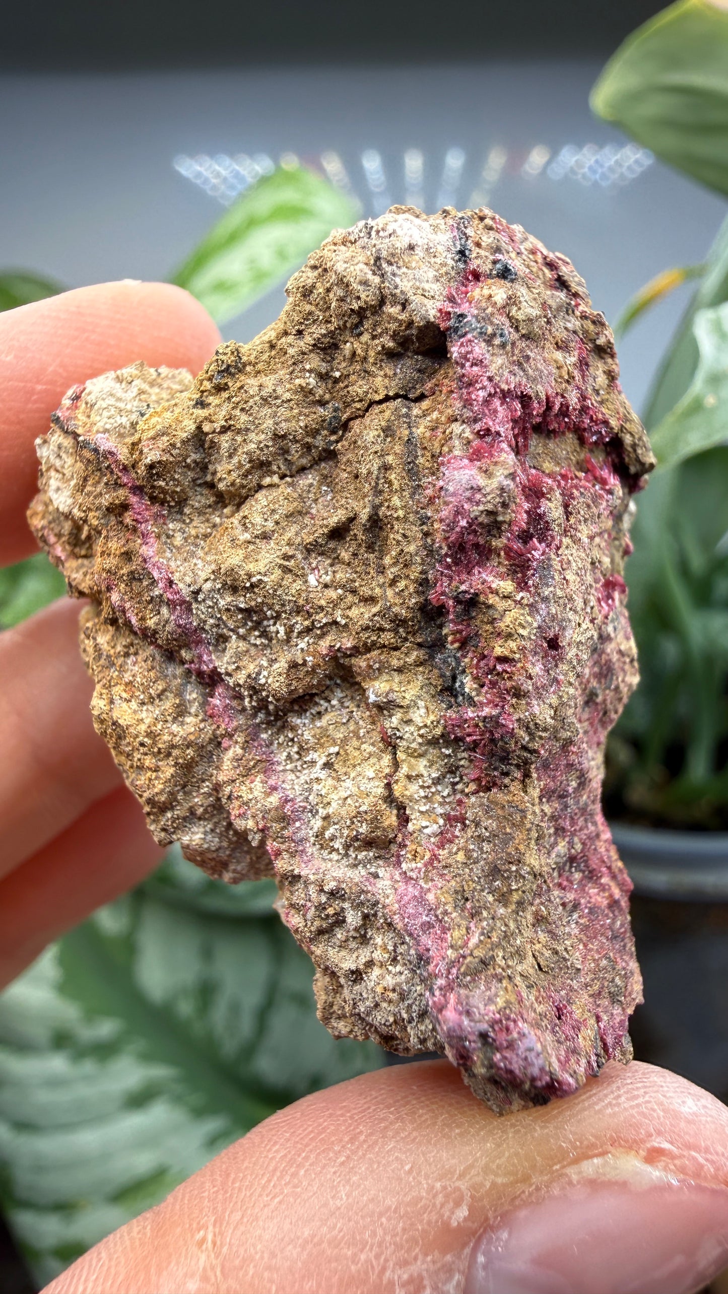 Erythrite- Sara Alicia Mine, San Bernardo, Álamos Municipality, Sonora, Mexico