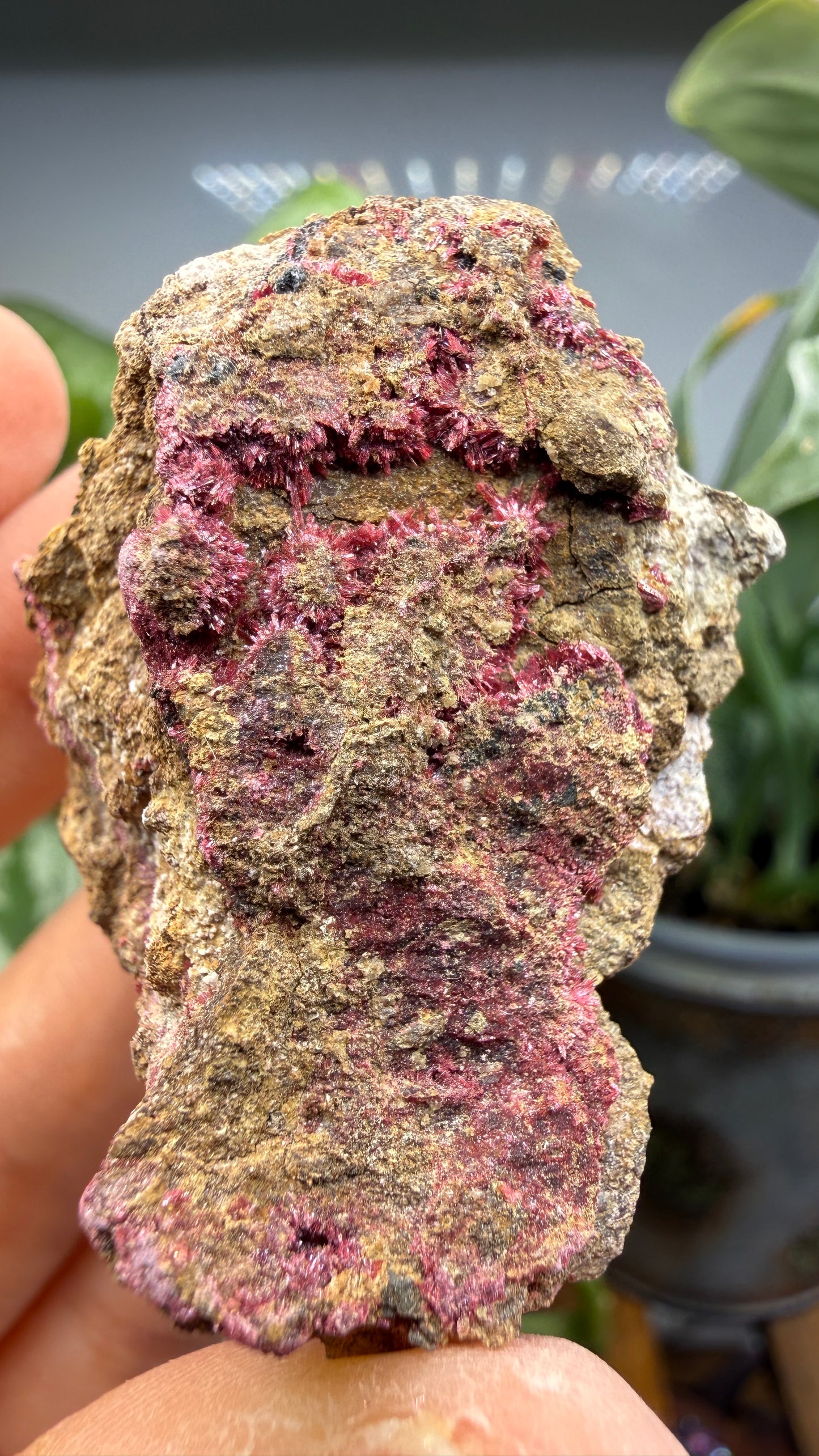 Erythrite- Sara Alicia Mine, San Bernardo, Álamos Municipality, Sonora, Mexico