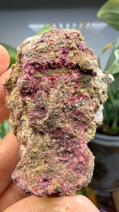 Erythrite- Sara Alicia Mine, San Bernardo, Álamos Municipality, Sonora, Mexico