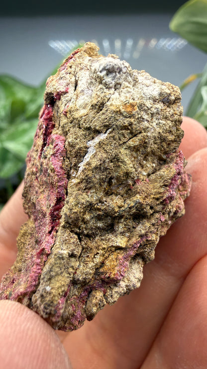 Erythrite- Sara Alicia Mine, San Bernardo, Álamos Municipality, Sonora, Mexico