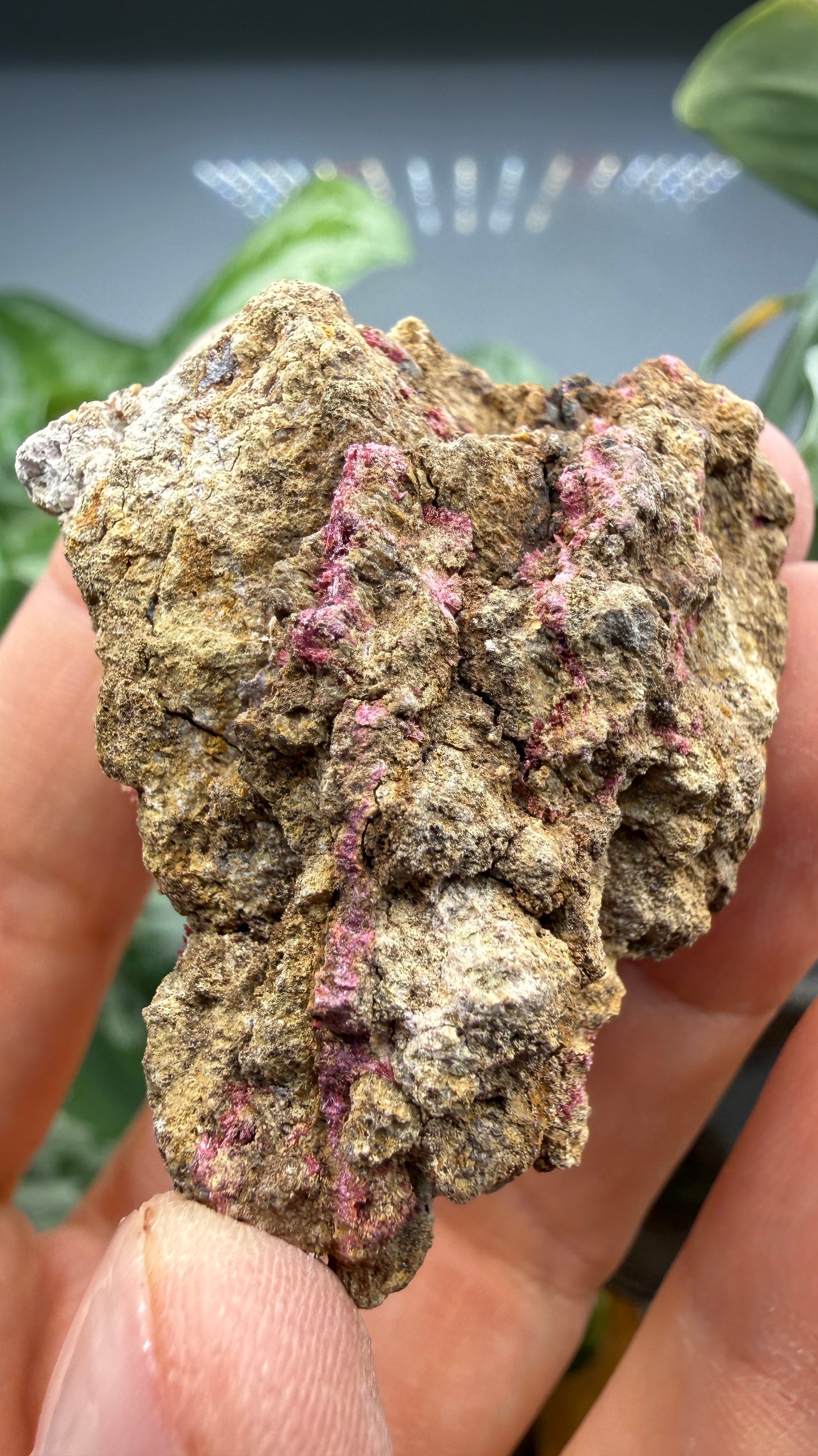 Erythrite- Sara Alicia Mine, San Bernardo, Álamos Municipality, Sonora, Mexico