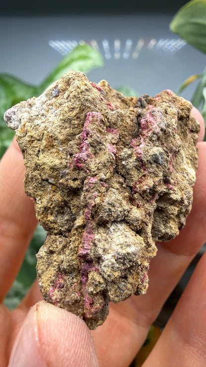 Erythrite- Sara Alicia Mine, San Bernardo, Álamos Municipality, Sonora, Mexico